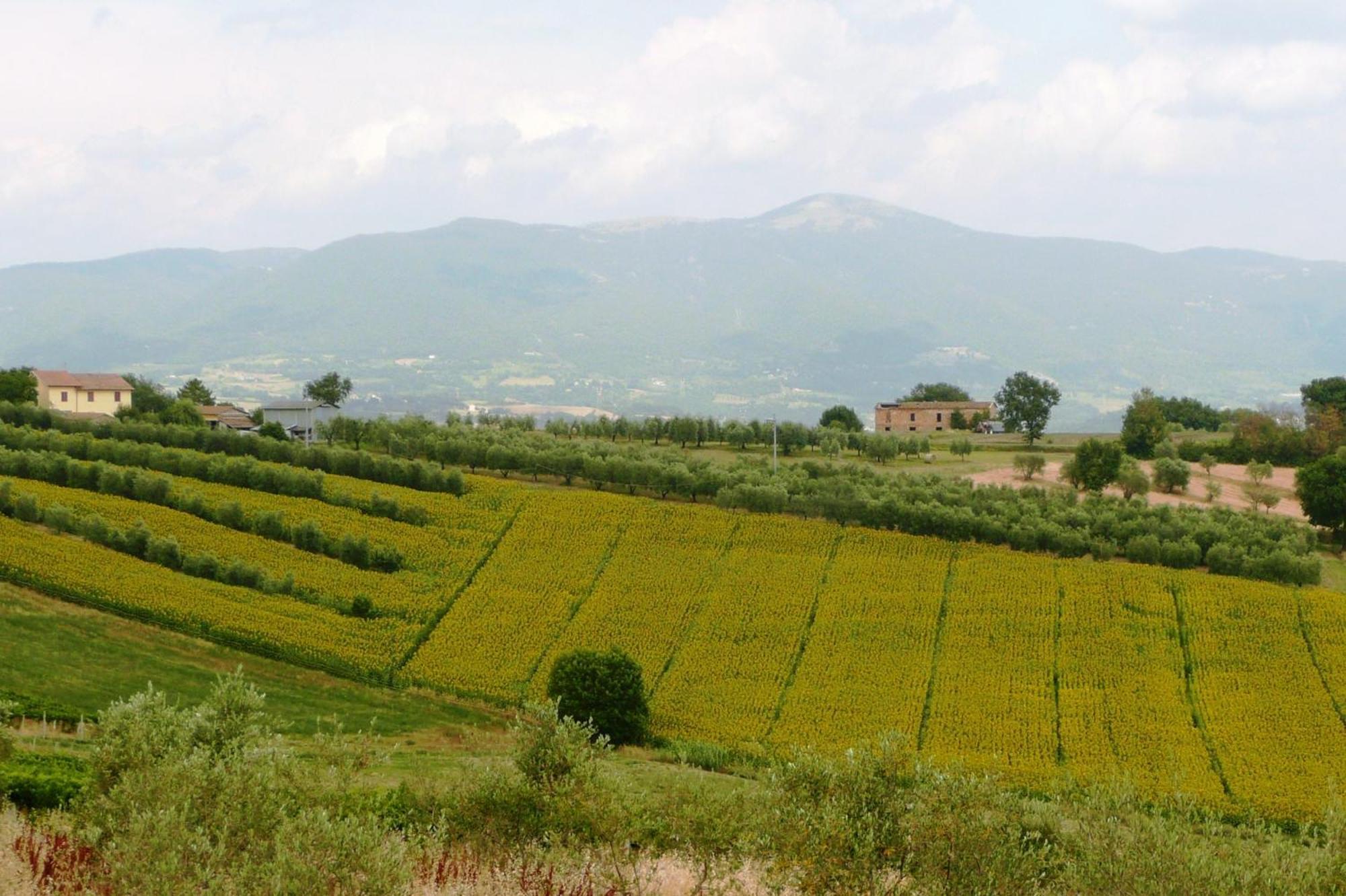 Marco & Andrea Agriturismo أميليا المظهر الخارجي الصورة