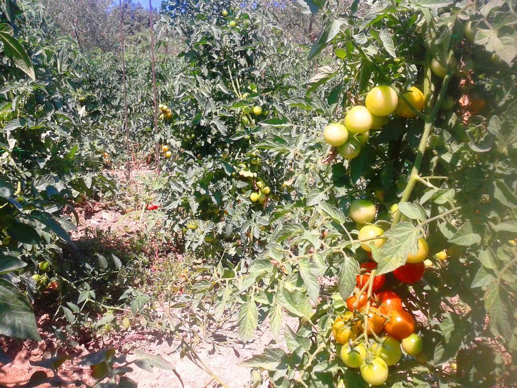 Marco & Andrea Agriturismo أميليا المظهر الخارجي الصورة